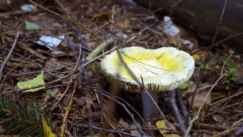 Mushroom from above in the forest Stock-Footage 94427571