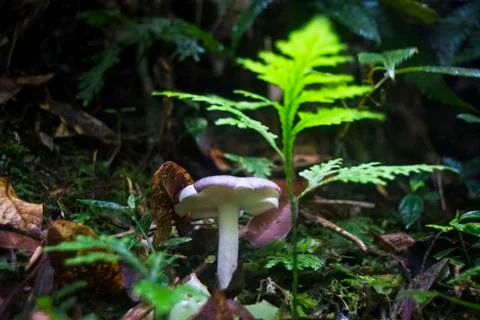Mushroom and fern in the jungle in Costa Rica Stock Photos