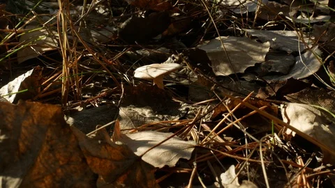 Mushroom and fly in the forest Vídeos de archivo 120299478