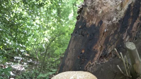 Mushroom and old dead tree in the woods Video stock 133201736