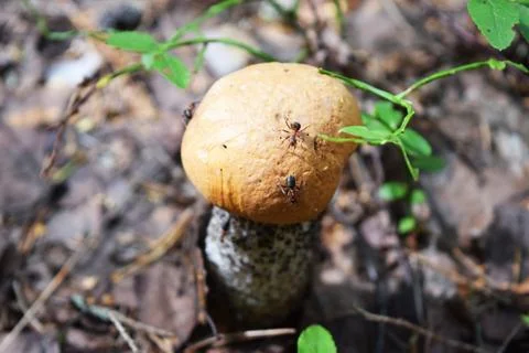 The mushroom the ant. Stock Photos