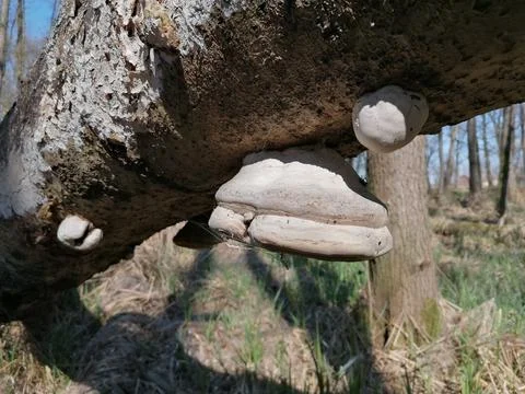 Mushroom attached to the trunk of a fallen tree Stock Photos