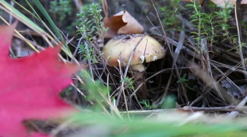 Mushroom in the autumn forest Stock Footage 55885169