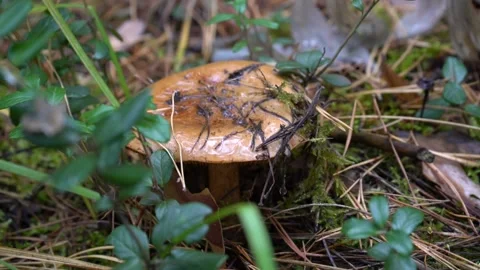 Mushroom in the autumn forest 库存影片 140144786