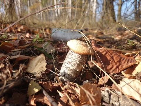 Mushroom in autumn forest Stock Photos