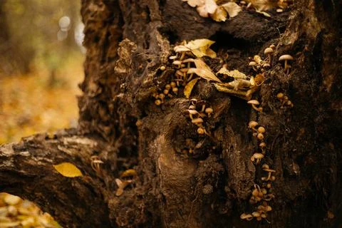 Mushroom in the autumn forest. Selective focus. Nature. Stock Photos