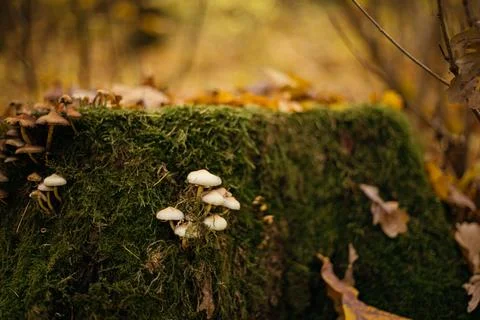 Mushroom in the autumn forest. Selective focus. Nature. Stock Photos