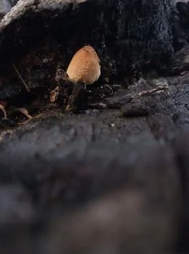 Mushroom background growing between the gaps in the trees Stock Photos