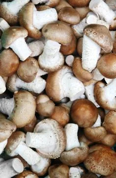Mushroom background Stock Photos