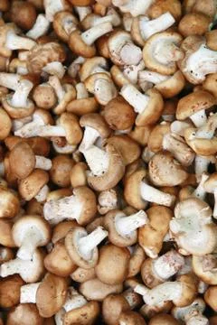 Mushroom background Stock Photos