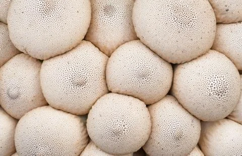 Mushroom background. Stock Photos