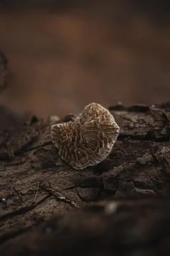 Mushroom on the bark of an old tree Stock Photos