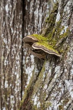 A mushroom on the bark of a tree covered with moss Stock Photos