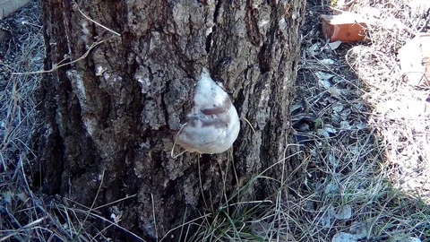 Mushroom on the bark of a tree Stock Footage 74391562