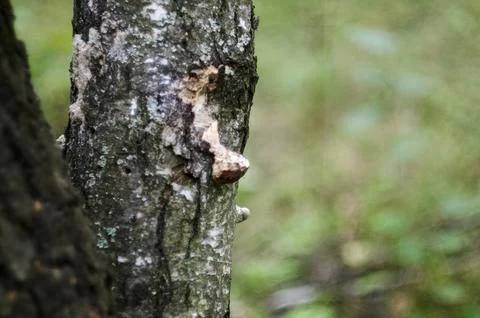 Mushroom on the bark of a tree in the forest. Stock Photos
