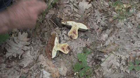 The mushroom becomes darker 動画素材 114773210