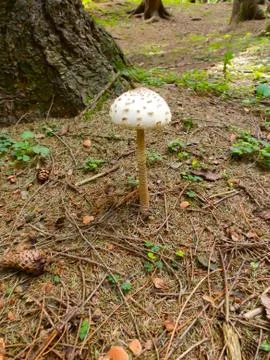 Mushroom Bedla Foto stock