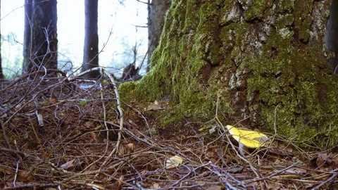 Mushroom - behind tree with moss Video stock 94428421