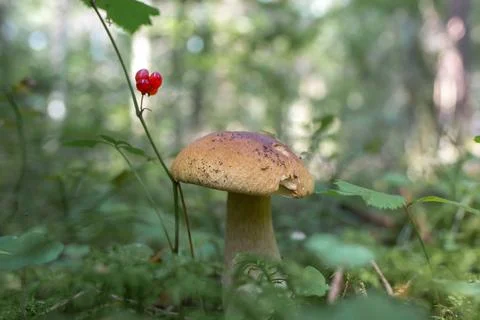 Mushroom with berries in the forest Stock Photos