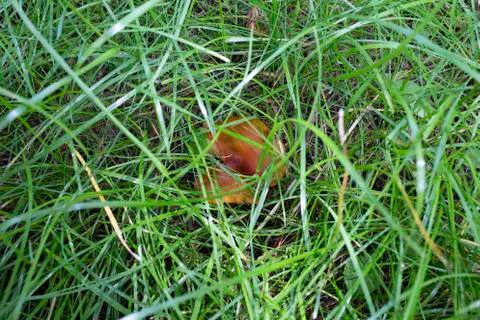 Mushroom between the grass. Stock Photos