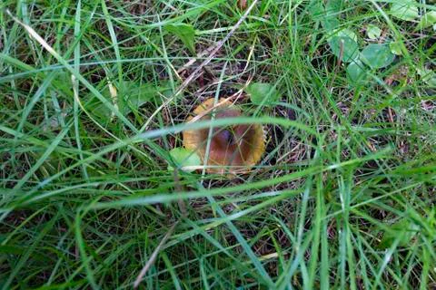 Mushroom between the grass. Stock Photos