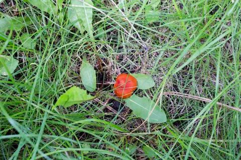 Mushroom between the grass. Stock Photos