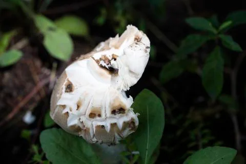 Mushroom between the grass. Stock Photos