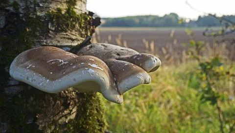 Mushroom on a birch tree Stock Photos