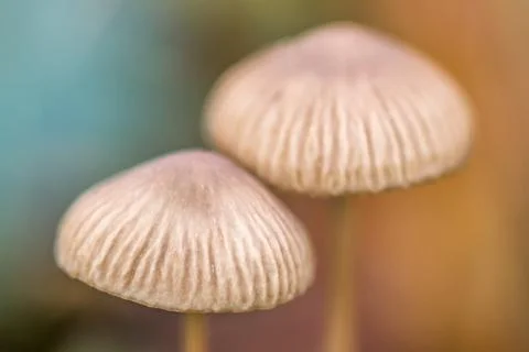 Mushroom blur Stock Photos