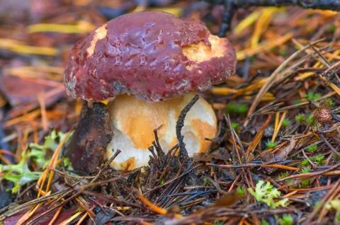 Mushroom boletus Close-Up Stock Photos