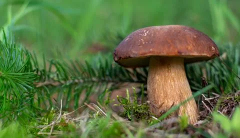 Mushroom boletus edilus. Popular white Boletus mushrooms in forest. Foto stock