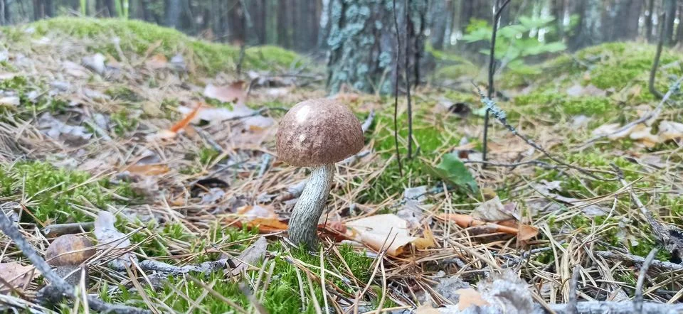 Mushroom boletus grows in moss in the forest. Gathering mushrooms Stock Photos