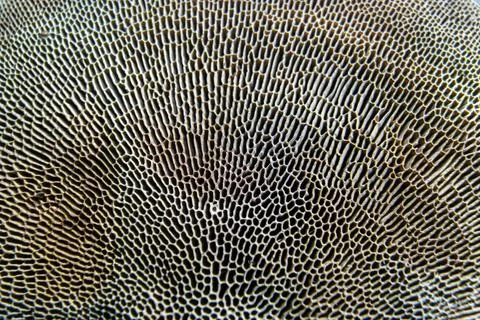 Mushroom bottom texture. Stock-Fotos
