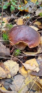 Mushroom with a brown cap in the  Stock Photos