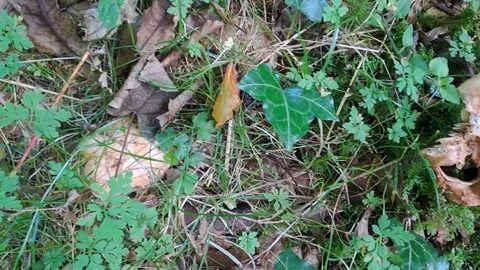 Mushroom Brown Decayed Track Left Track Right Stock Footage 264343121
