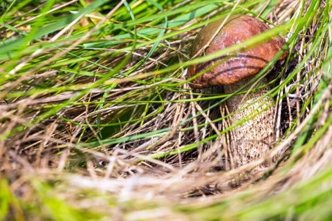 Mushroom with brown hat Stock-Fotos
