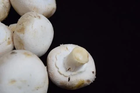 Mushroom Camp Stock Photos