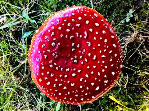 Mushroom Cap Stock Photos