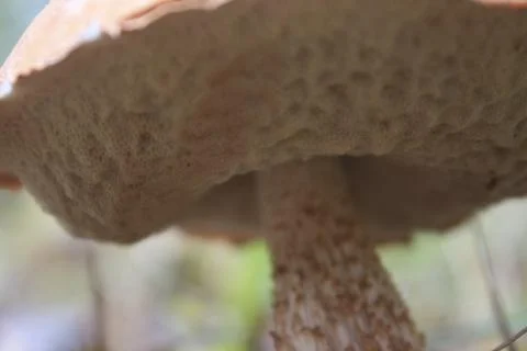 Mushroom cap Stock Photos