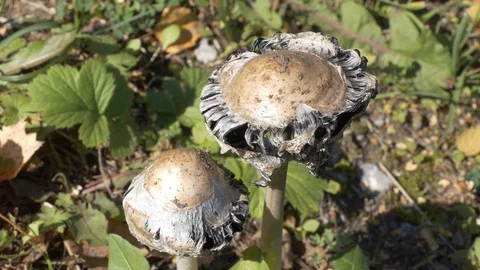 Mushroom caps. Close up. Stock-Footage 116427294