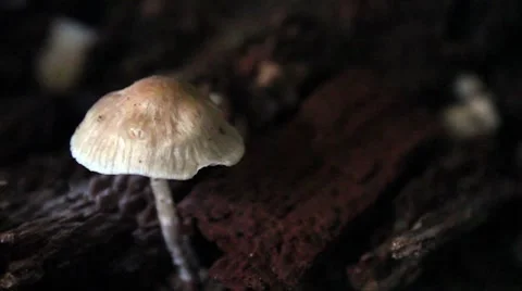 Mushroom caps Video stock 8630115