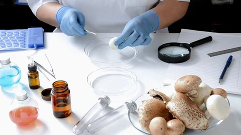 Mushroom is carefully being inspected in lab Video stock 69994853