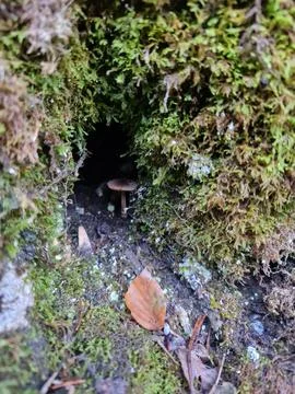 Mushroom in a cave Stock Photos