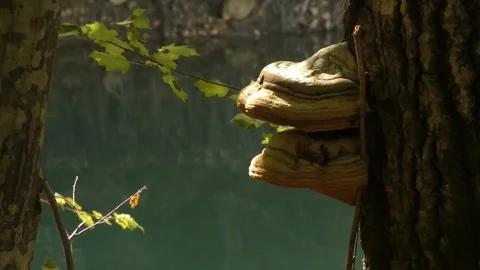 Mushroom chaga on a tree in the forest. Stock Footage 89767203