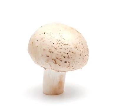 Mushroom a champignon Stock Photos