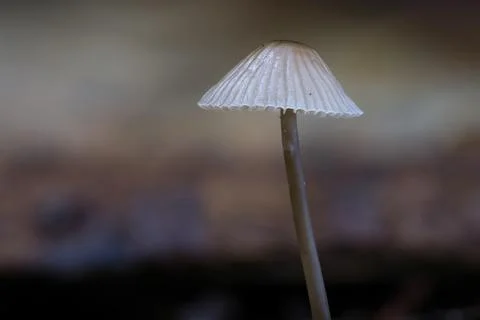 Mushroom on clean background Stock Photos