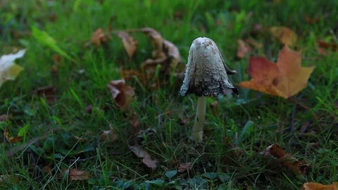 Mushroom in the clearing Stockbeeldmateriaal 80587809