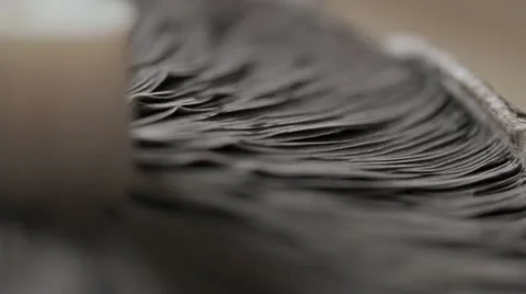 Mushroom Close up Stock Footage 11907486