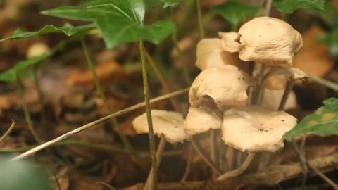 Mushroom Close Up Stock Footage 224954792