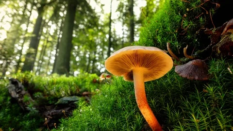 Mushroom close-up in a forest Stock Footage 128853831